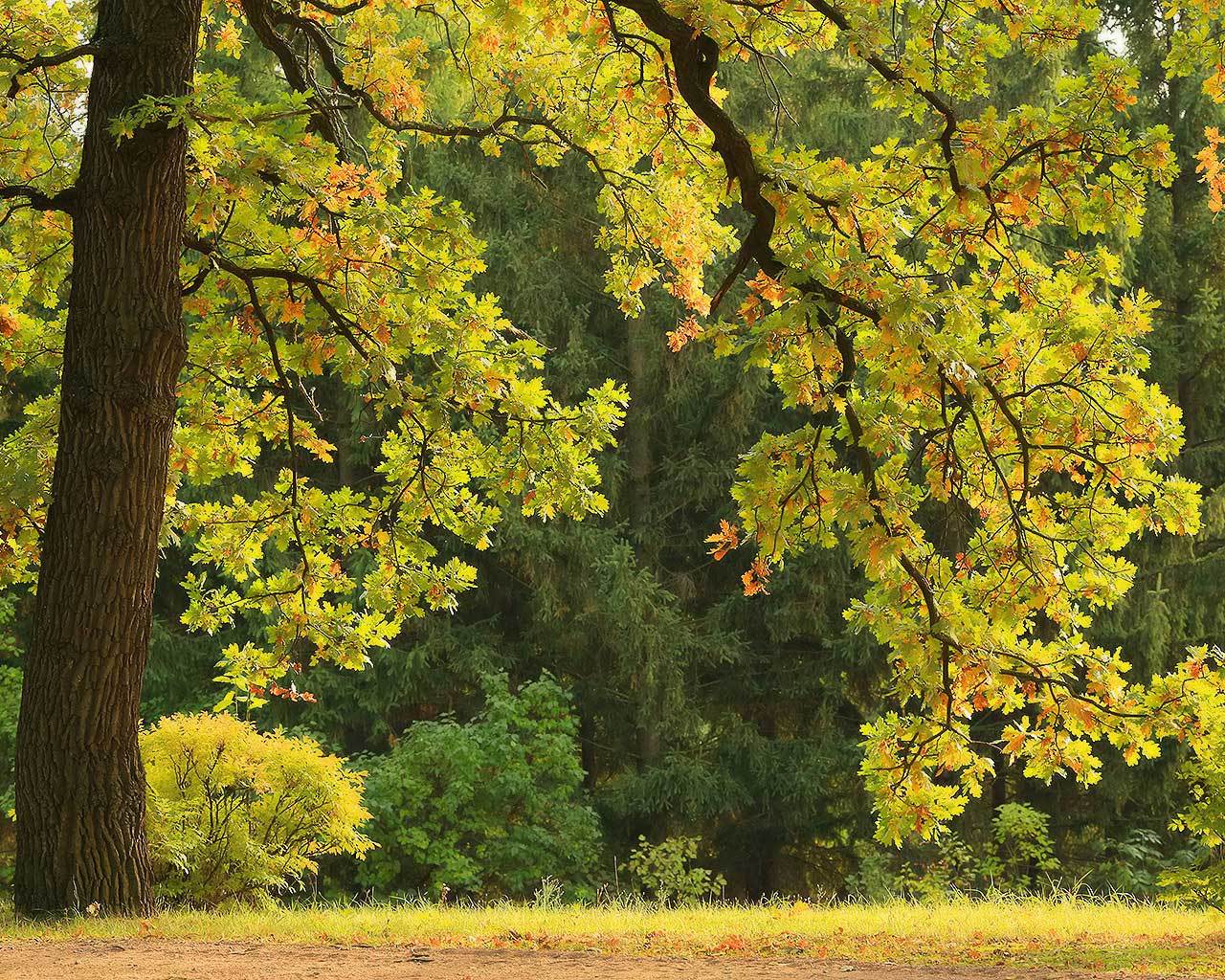 ��������� ����