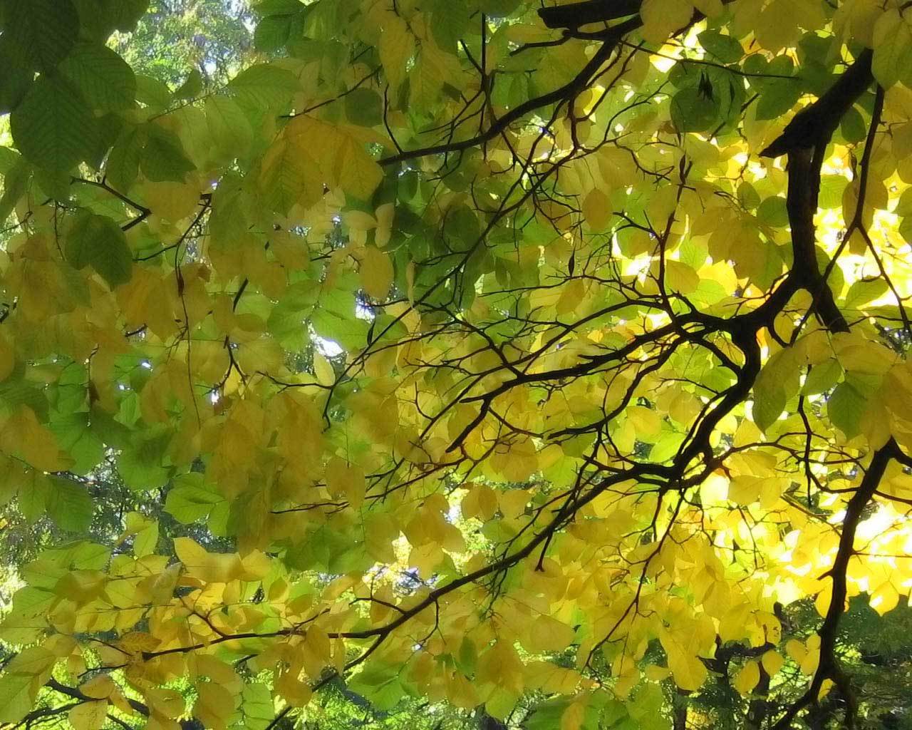 ���� �����