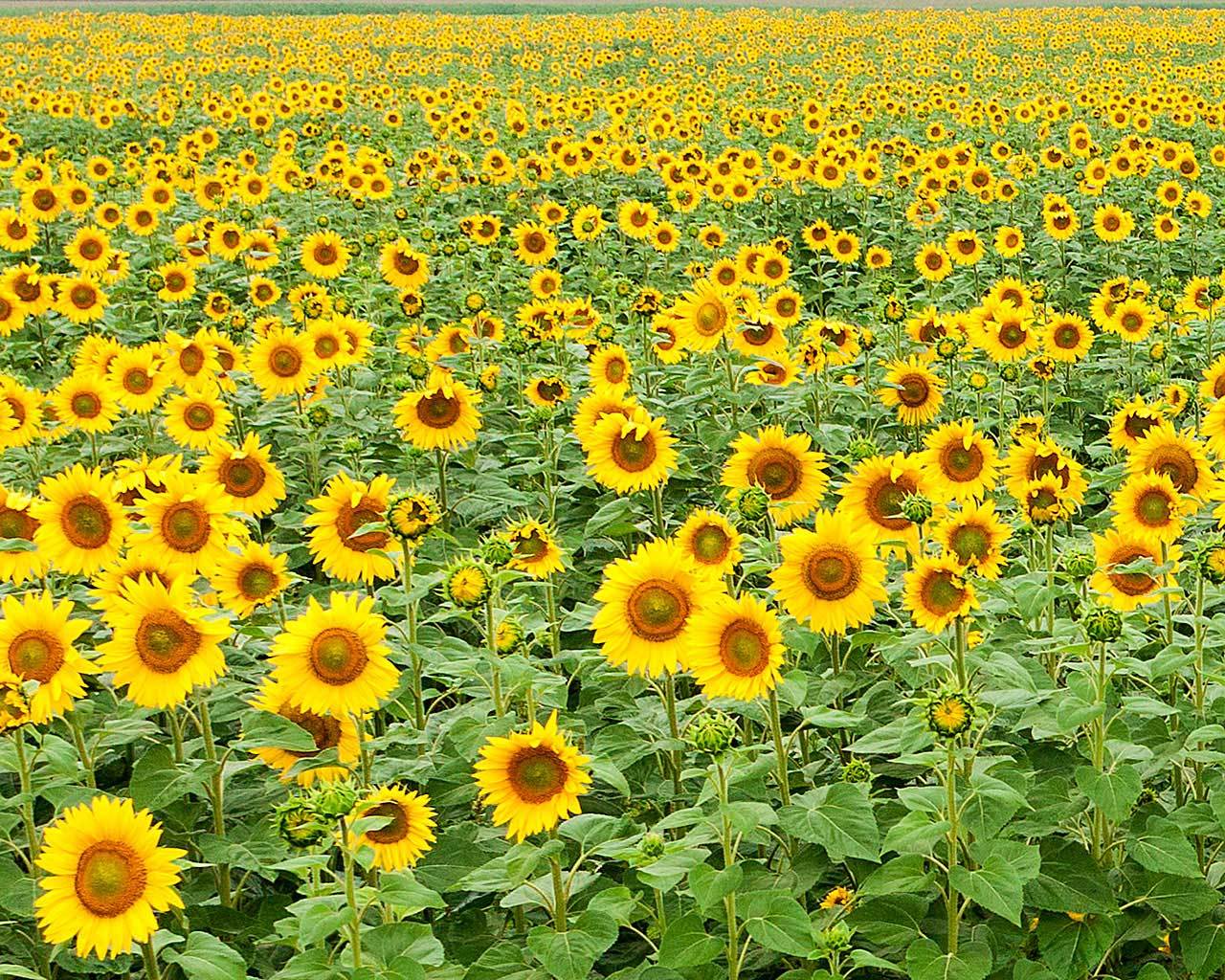 ����������. ����