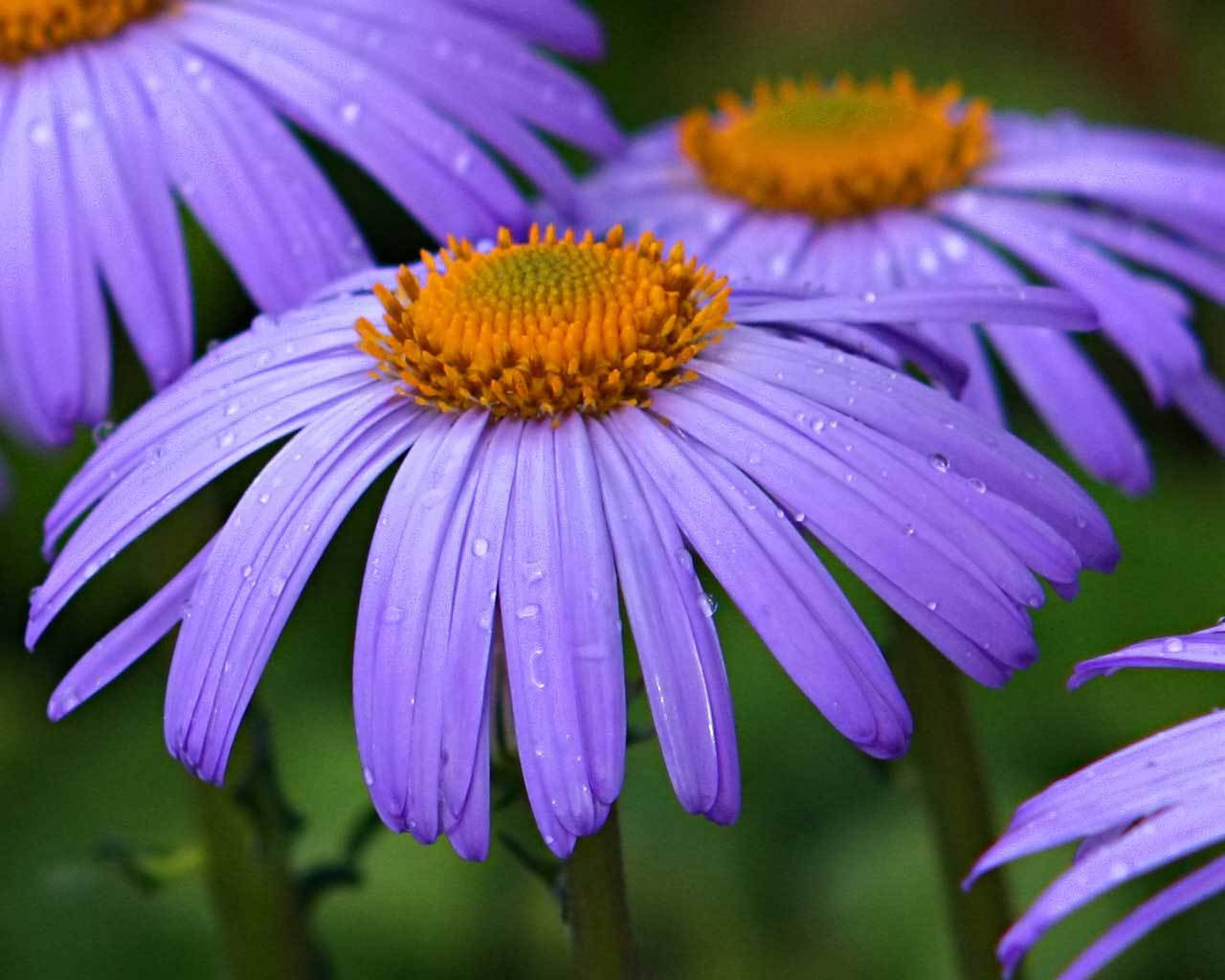 ����� � ����� ��������. ����