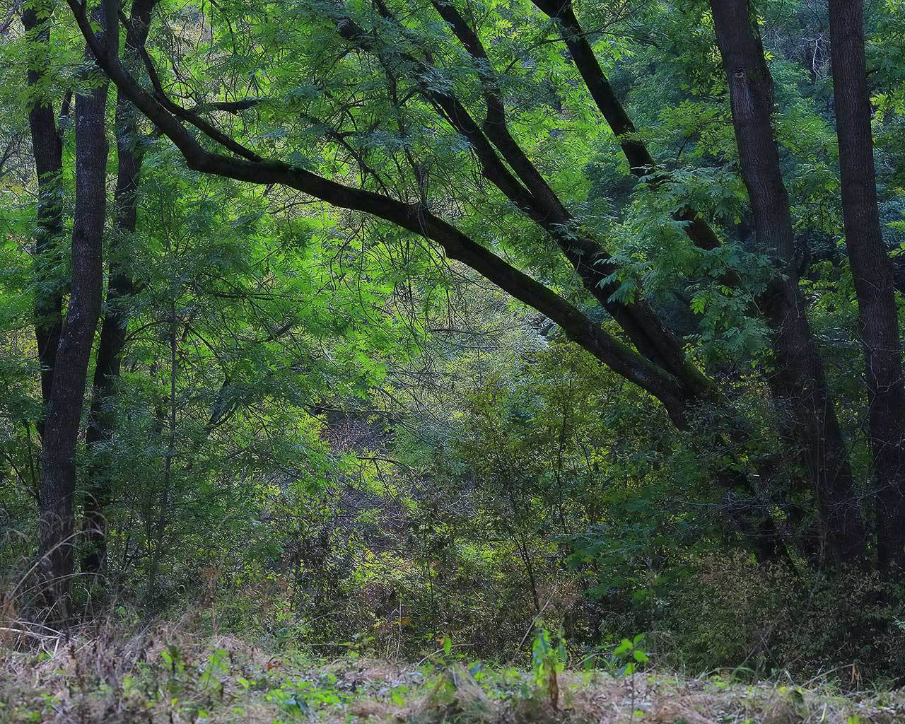 ���� ��������. ����