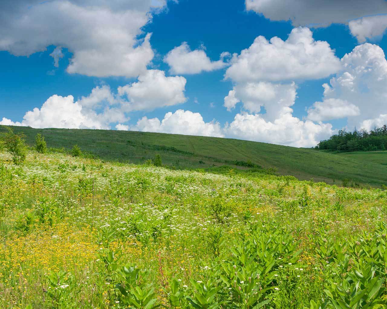 ������ � ���� ������. ����