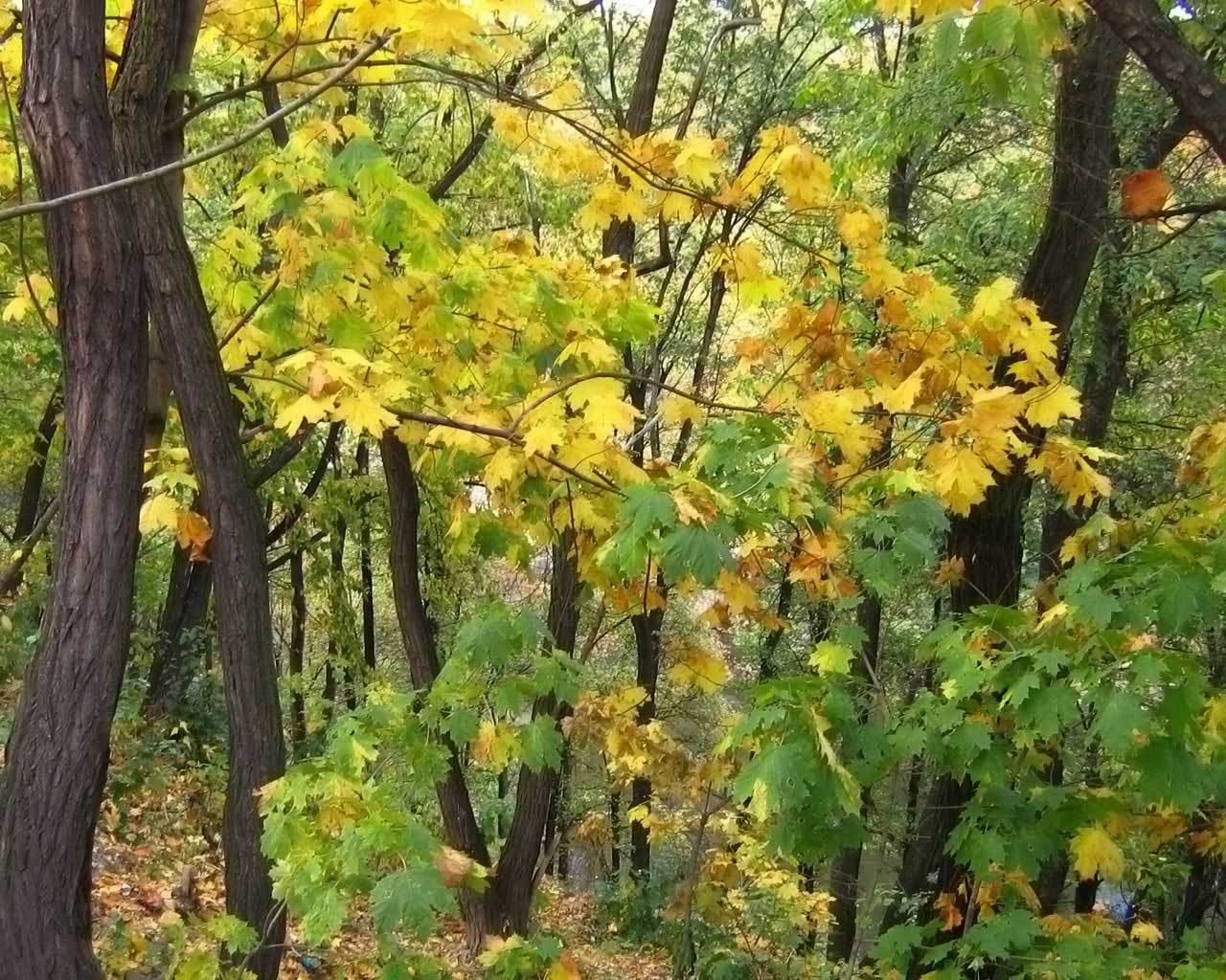 � ����� ������. ����