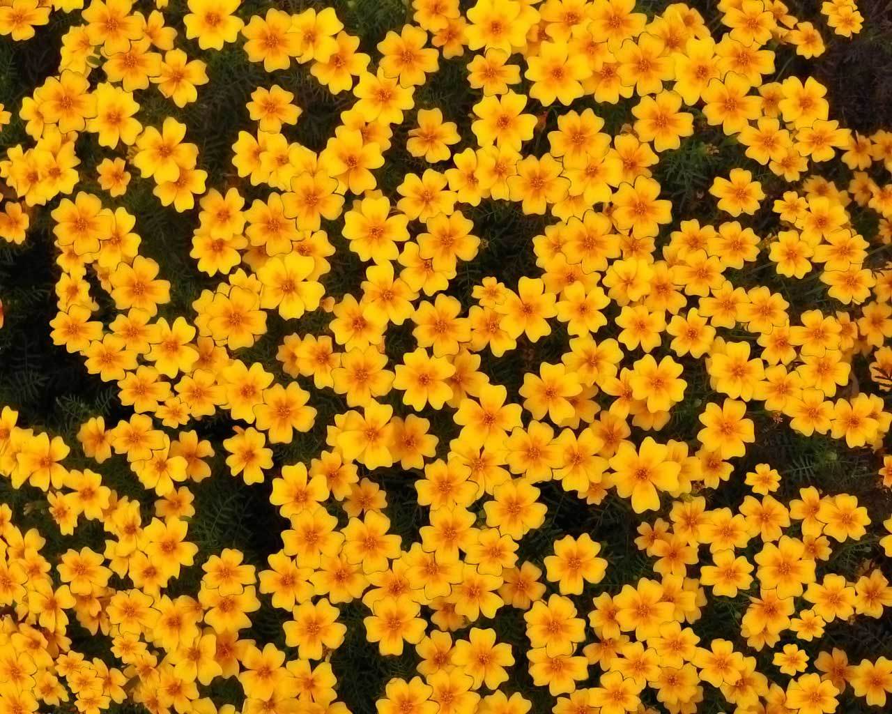 �����. ���� ��� �����